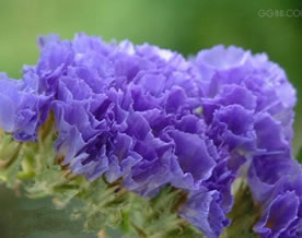 戒不了你：《桔梗花开》