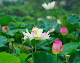 文武：《荷月清晨颂》