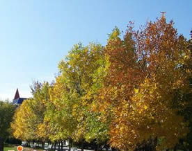 李燕山：《北国的秋》