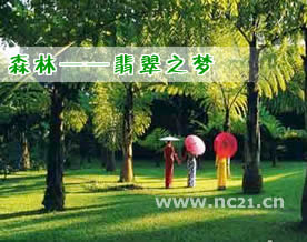 谭博文：森林——翡翠之梦